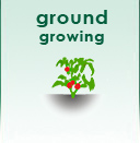 Ground Growing